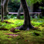 京都の穴場観光・奥嵯峨、紅葉の名所「祇王寺」で美しい苔庭と平家物語の悲恋