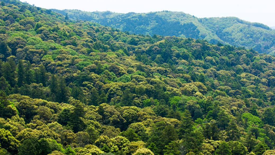 春日山原始林 / 3