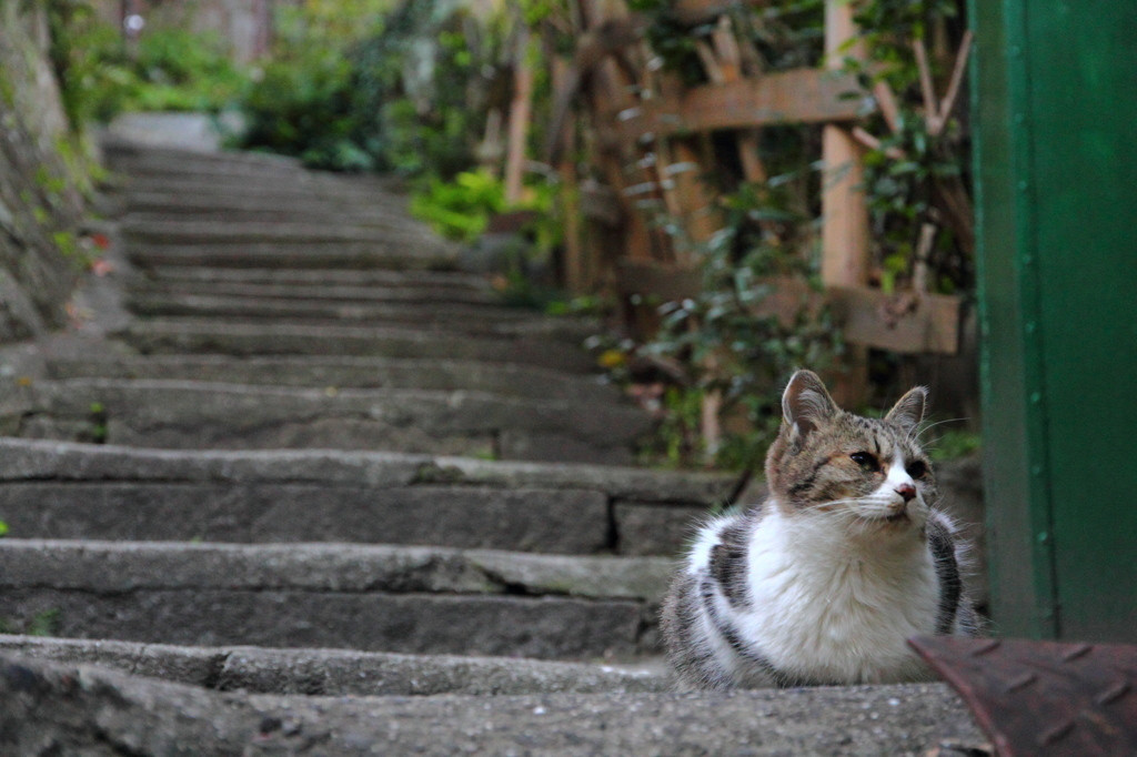 初めてでもなんだか懐かしい。尾道の風景を巡る女子一人旅3437003
