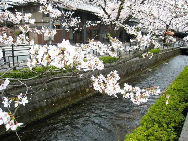 宿正面の桜並木