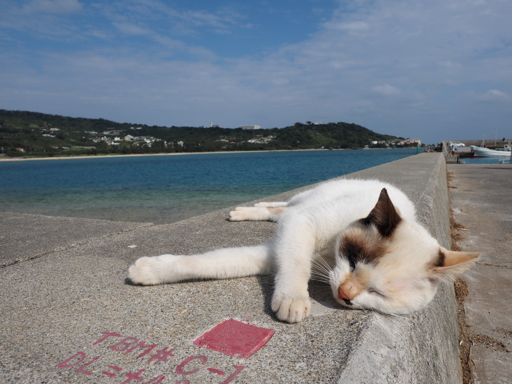 奥武島には猫がたくさん40679