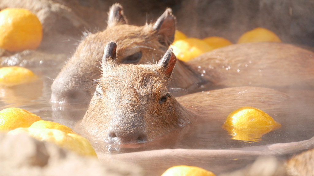 子連れ歓迎のホテルで楽しい伊豆旅行を♪4277865