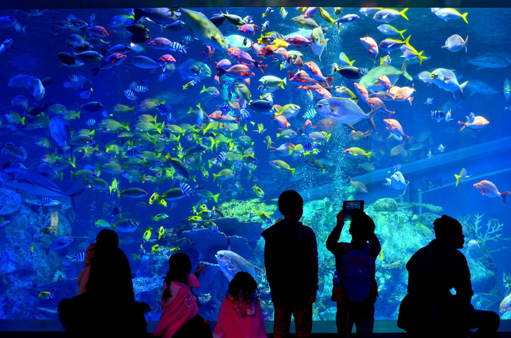 遠方でもわざわざ行きたい 関西で人気のおすすめ水族館10選 Icotto イコット