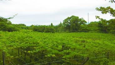 施設の敷地 / 21