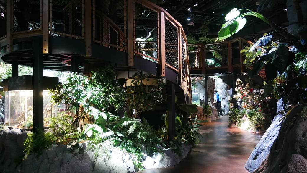 亜熱帯の気候が織りなす常緑の森 / 1