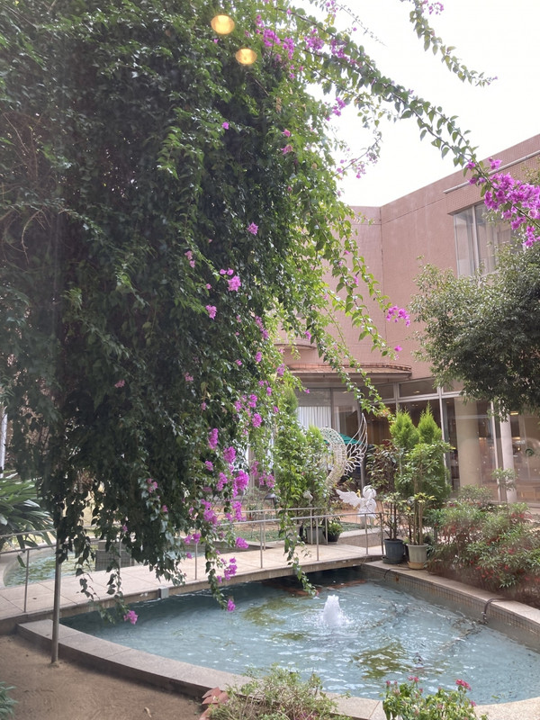 暖かいのですね、ブーゲンビリアが咲いています。