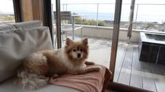 レジーナリゾート伊豆 無鄰