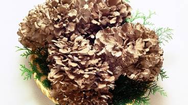 食事・飲み物 / 1