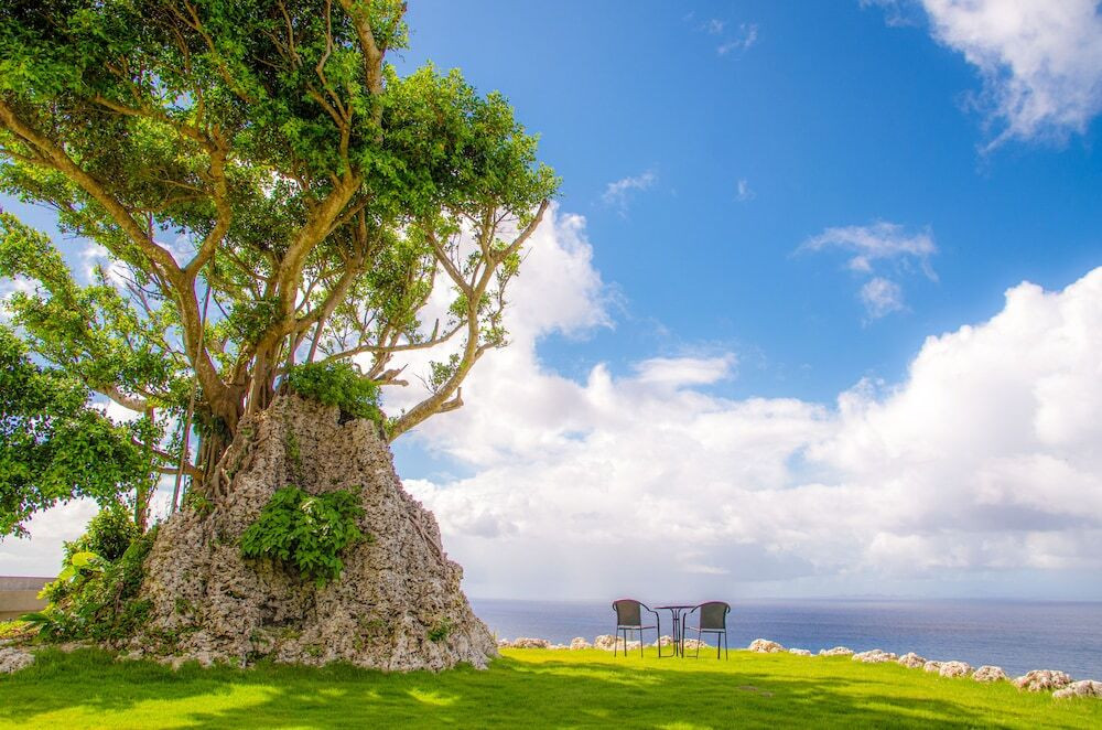敷地内のガジュマル