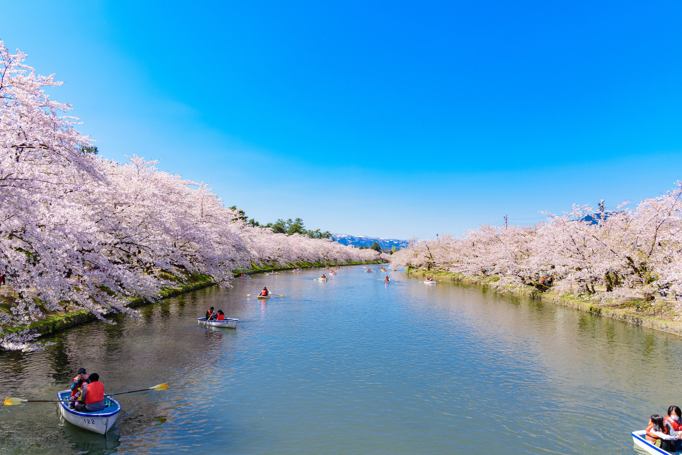 弘前城桜祭り