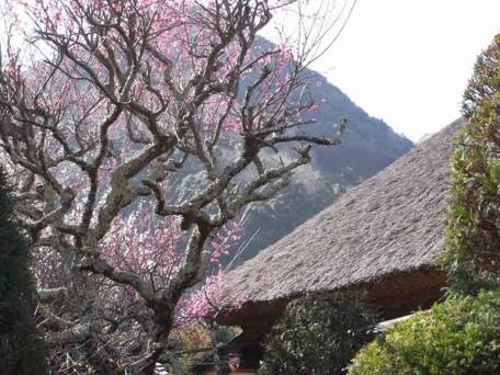 離れ家 石田屋 / 5