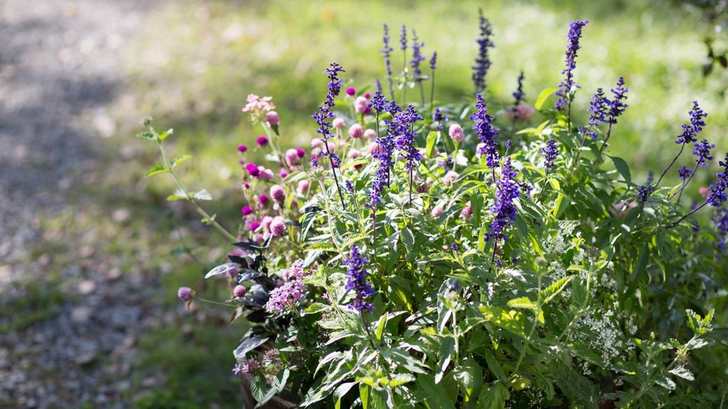 敷地内には様々な草花が / 2
