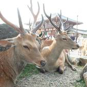 bnb+ 更紗SarasaNara（奈良県 ゲストハウス・ホステル・ドミトリー） / 3