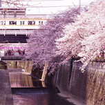 花見の時期に行きたい♪中目黒・目黒川沿いの桜がバッチリ見える店