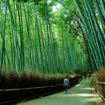 美しい“竹林”の風景を求めて。全国にある癒しの絶景5選