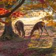 奈良女子旅の拠点に♪「奈良公園」周辺のおすすめホテル6選