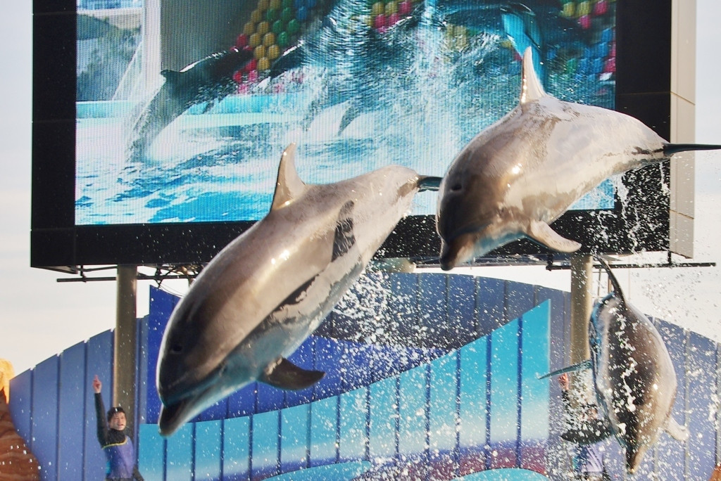 可愛いイルカやパンダに会える♡「アドベンチャーワールド」3448293