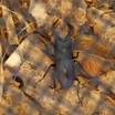 カブト虫やクワガタが森で採れそう