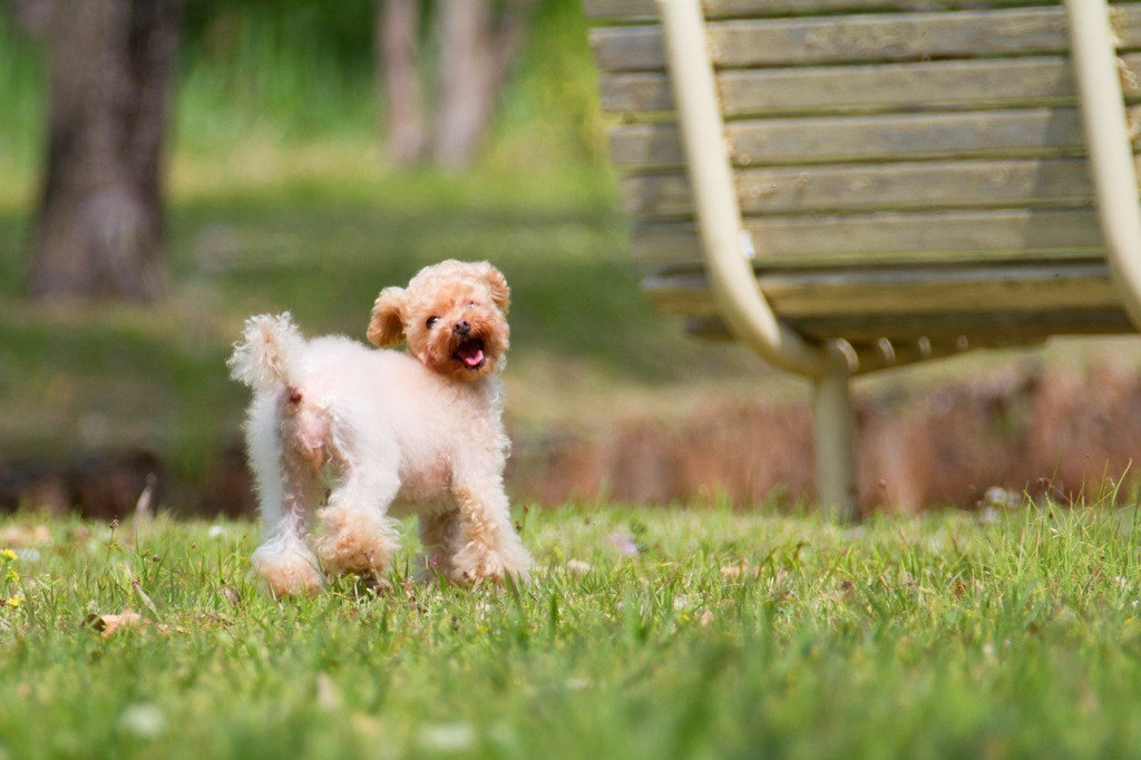 愛犬と一緒に名古屋旅行を楽しもう4377559