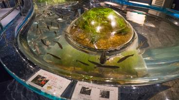 千歳水族館 体験ゾーン / 4