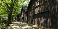 酒田の人気観光スポット・山居倉庫～ケヤキ並木と倉庫群を巡る大人旅