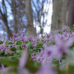 まるで紫色の絨毯！カタクリの群生地・豊田市「香嵐渓」で春さんぽ