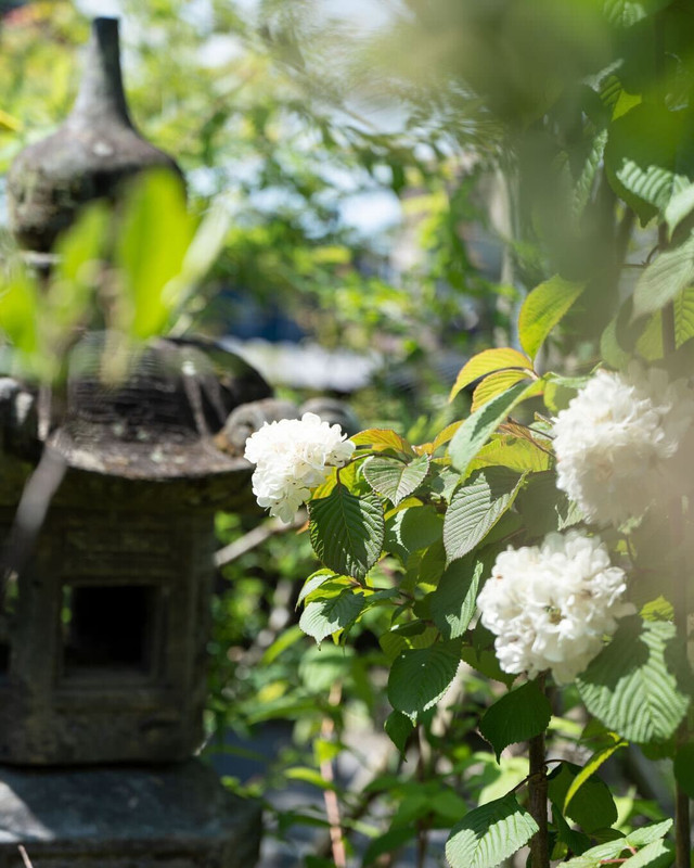 華美ではないけど品があって季節を楽しめるお庭。この日は5月になったばかりでしたが、紫陽花がもう咲いていて、緑がいきいきとしていて見どころ満載でした。 / 1