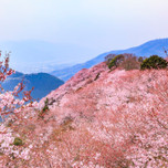 カメラ片手に徳島へ♪八百萬神之御殿の桜とうだつの町並みをお散歩旅