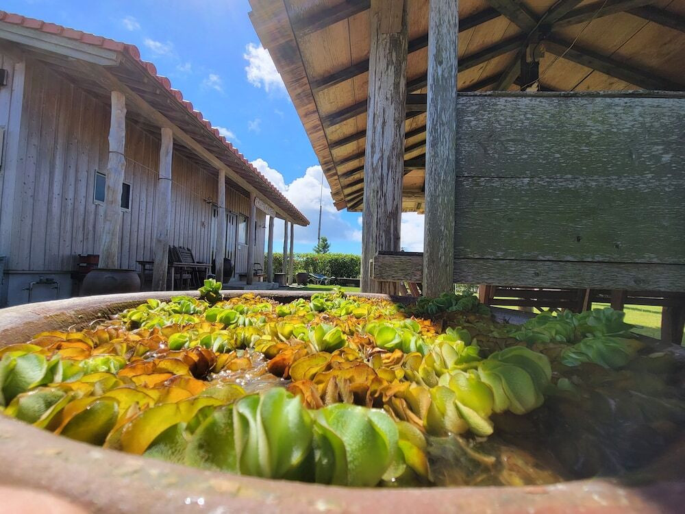 テラス / パティオ