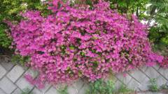 信州乗鞍高原温泉 木の香りのホテル グーテベーレ