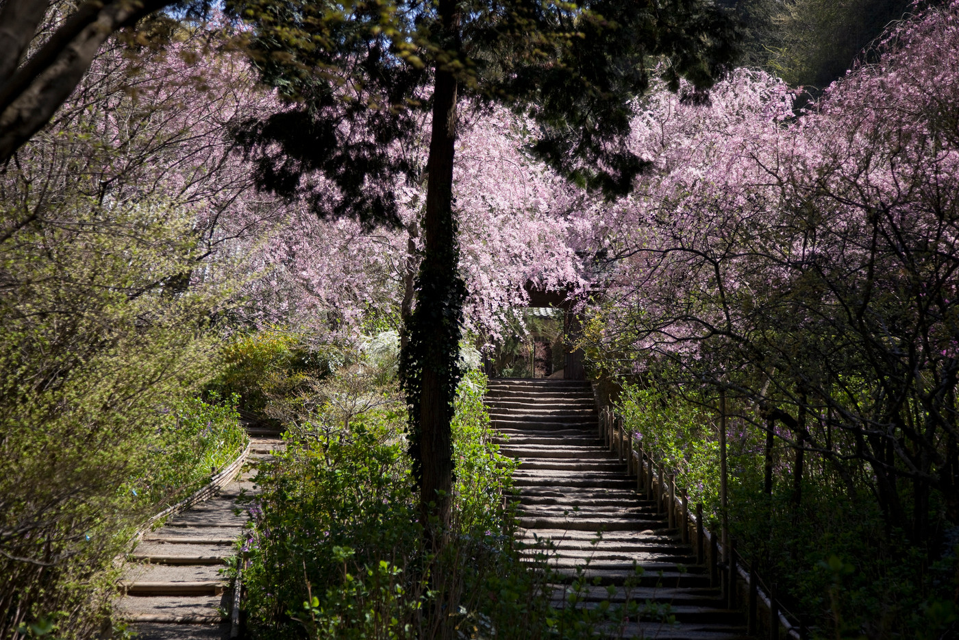 4月 鎌倉237桜満開の明月院・しだれ桜