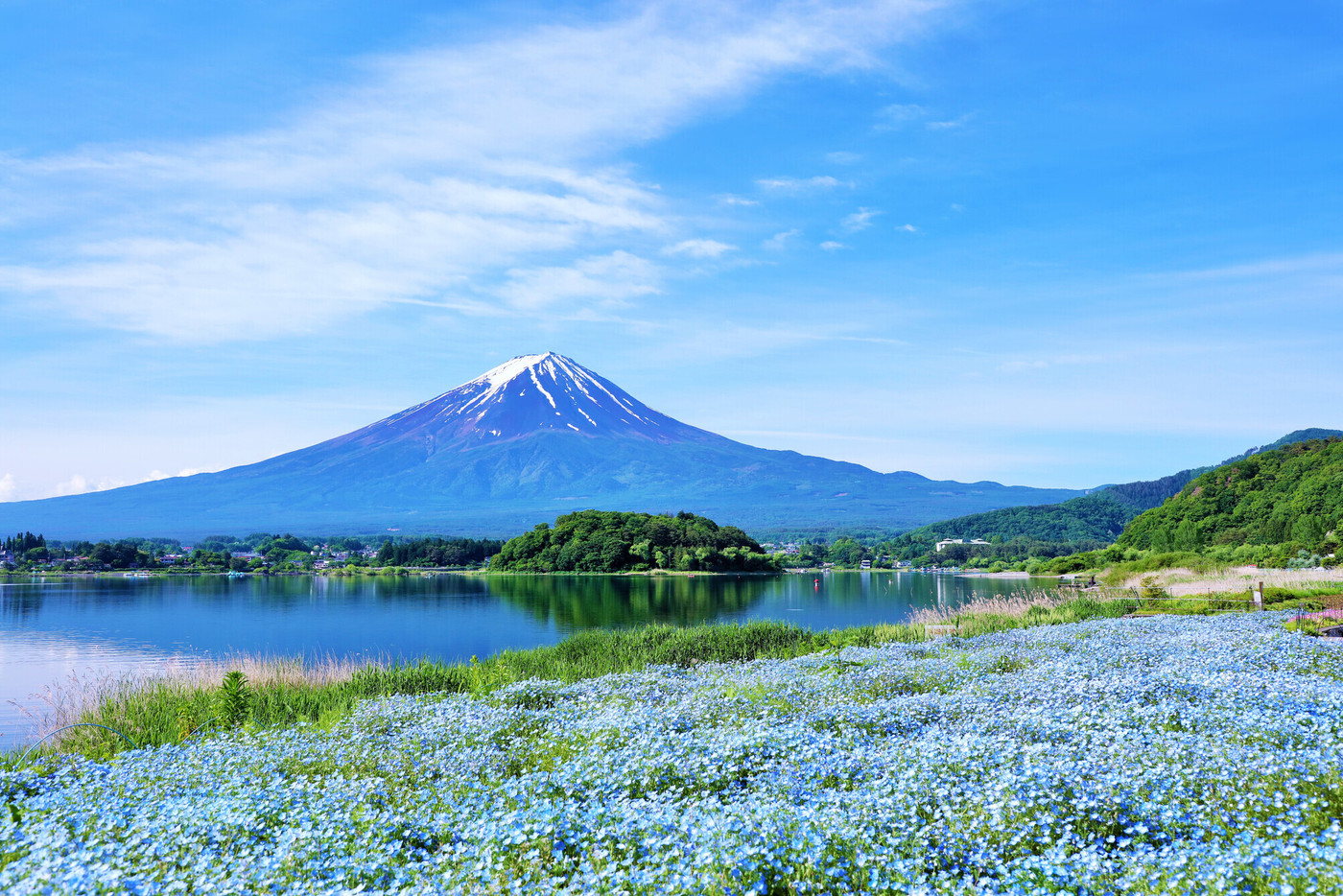 初夏の絶景　富士山とネモフィラの風景