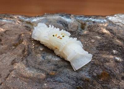 鮨光