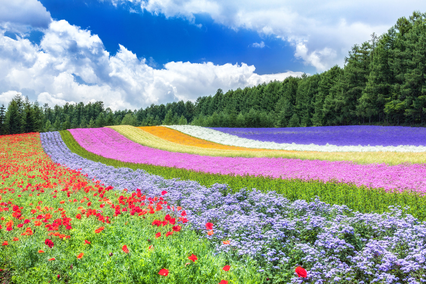 北海道・中富良野町 初夏のファーム富田