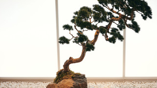 Tsuboniwa Suite 2名様用