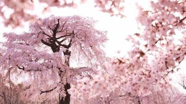 観光スポット / 5