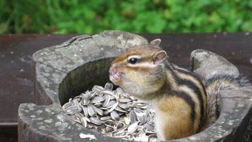 ホテル周辺の風景① / 11
