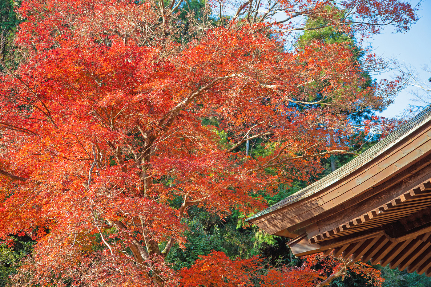 普門寺の紅葉～愛知県・豊橋市