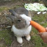 大久野島 (うさぎ島)（オオクノシマ (ウサギジマ)）