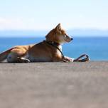 愛犬と海へ♡ペットOKの海カフェ5選in神奈川