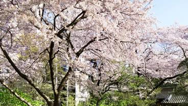 日本庭園　春の桜 / 11