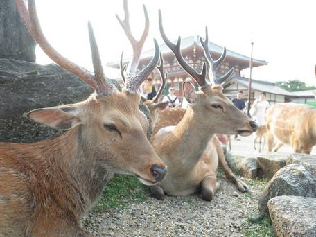 bnb+ 更紗SarasaNara / 3