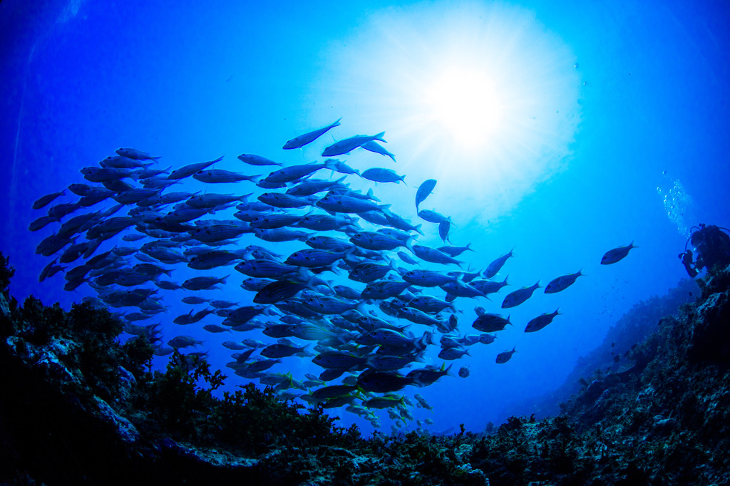 感動の連続・・・!奄美大島の大自然に、癒されに行こう4087888