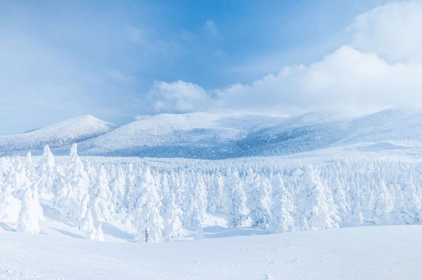 宮城蔵王の樹氷