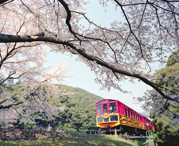 嵐山で桜を見るなら「嵐電（らんでん）」に乗ろう！1556937