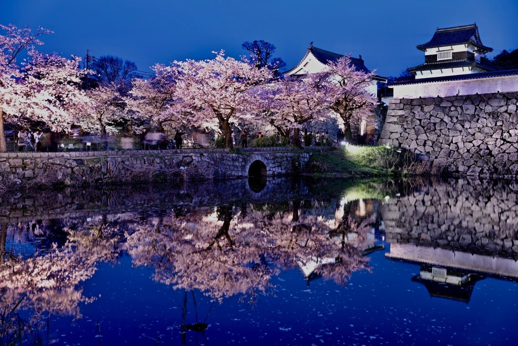 舞鶴公園の夜桜