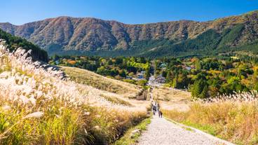 仙石原すすき草原 / 3