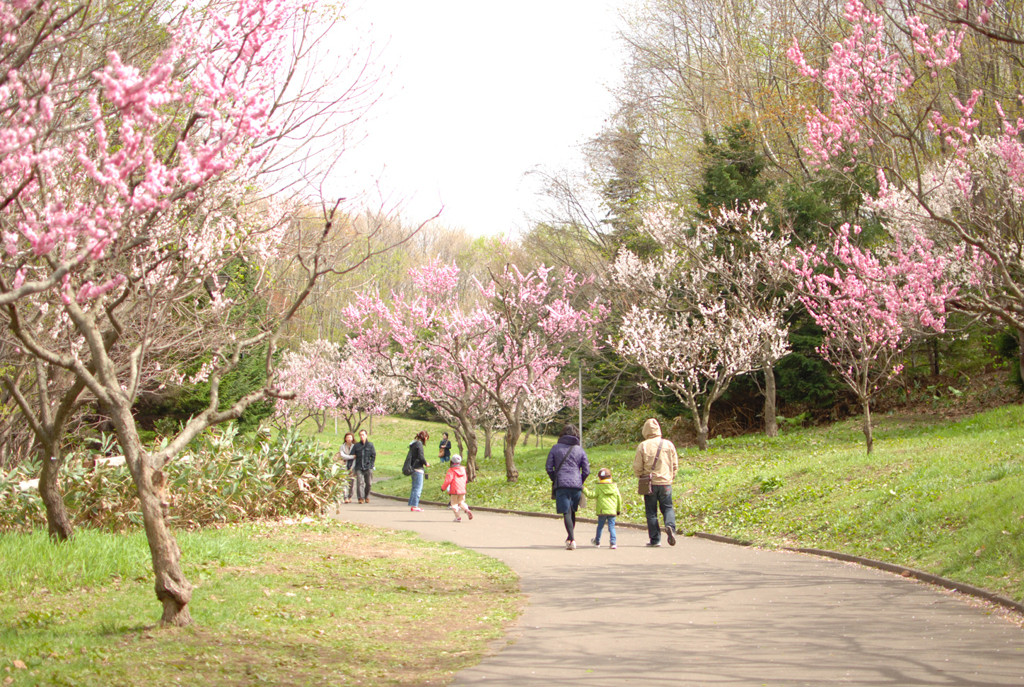 梅を見るなら「平岡公園」へ1557683
