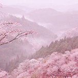 ”日本一の桜”吉野山のお花見旅行におすすめ旅館6選／奈良