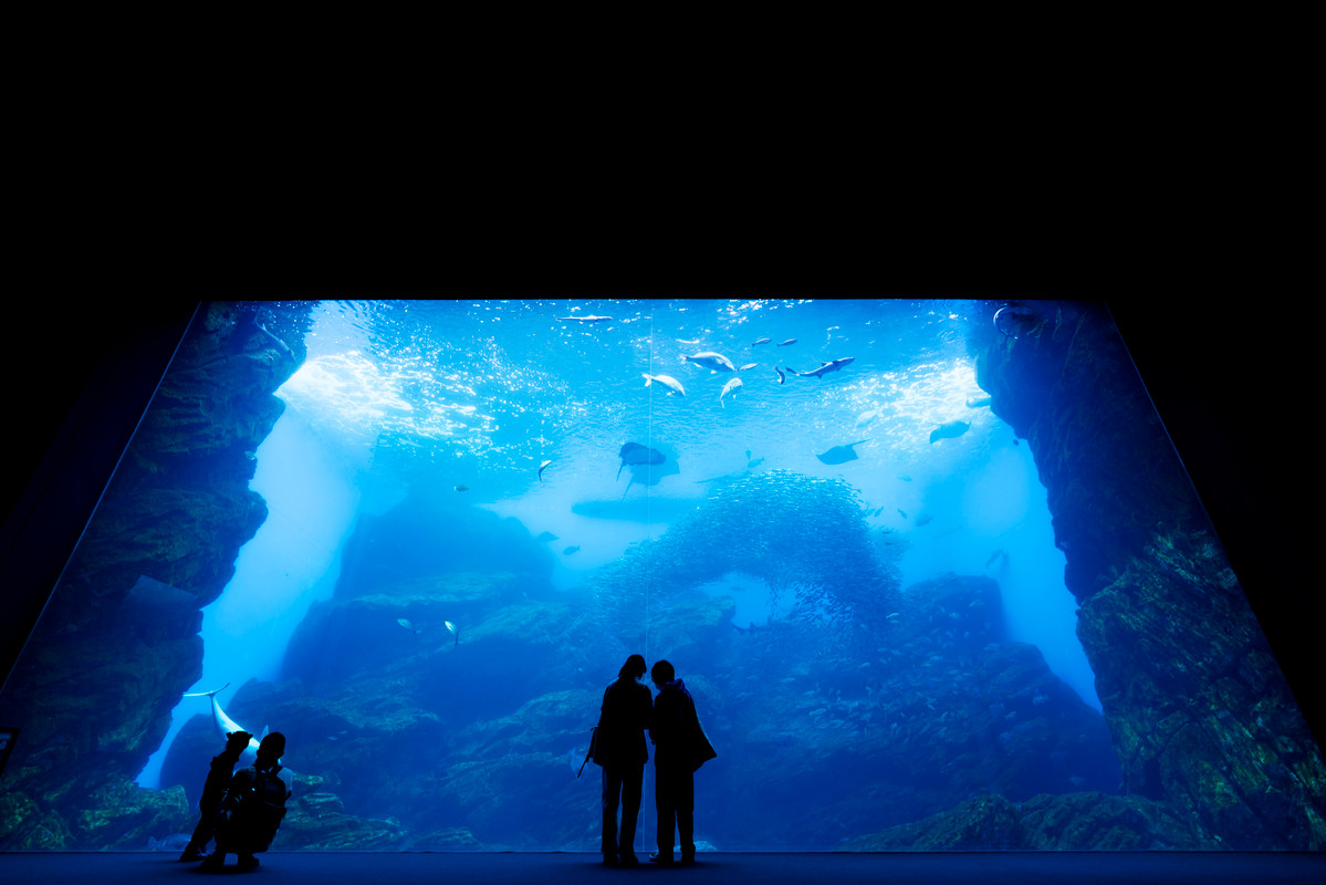 仙台うみの杜水族館 大水槽